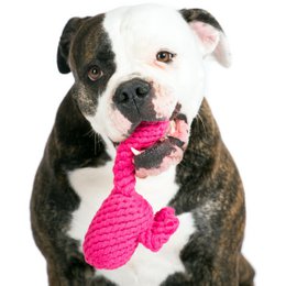 Franzi Flamingo - kultlegetøj til hunde