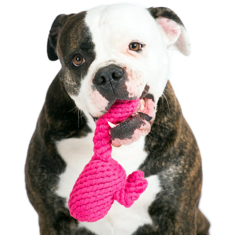 Franzi Flamingo - kultlegetøj til hunde