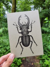 Detailed illustration of a stag beetle on a paper card, featuring a black and white graphic design with intricate patterns and textures.