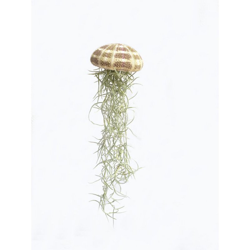 Stor vandmand (Tillandsia usneoides)