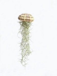 Jellyfish large (Tillandsia usneoides)