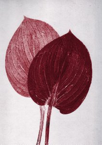 Hosta bordeaux A5