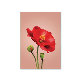 Ansichtkaart | Klaproos