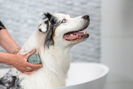 Dog Shampoo Bar – Universal