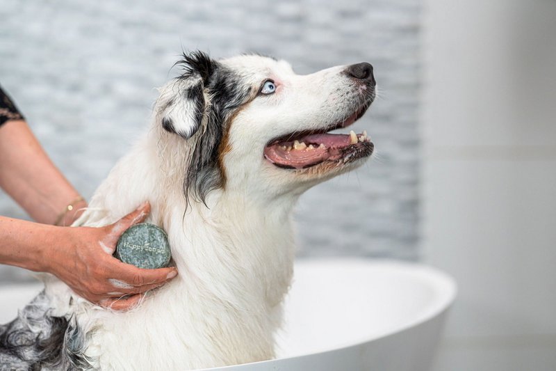 Dog Shampoo Bar – Universal