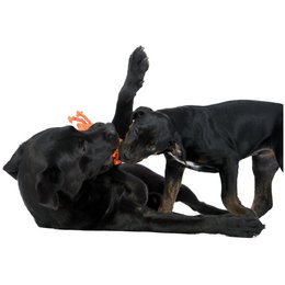 Kristof Krabbe - cult toy for dogs