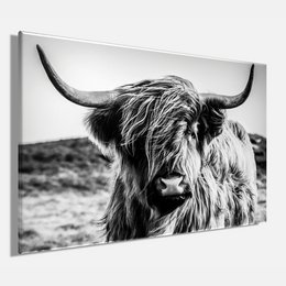Wandfoto HOCHLANDRIND 60x90 cm canvas foto op spieraam decoratie modern