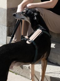 ARCH HARNESS NATURAL/PINE