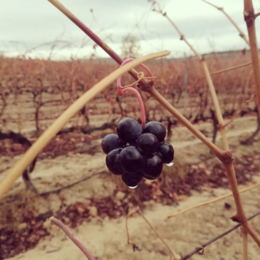 Ung rødvin D.O.Ca. Rioja Vega Medina