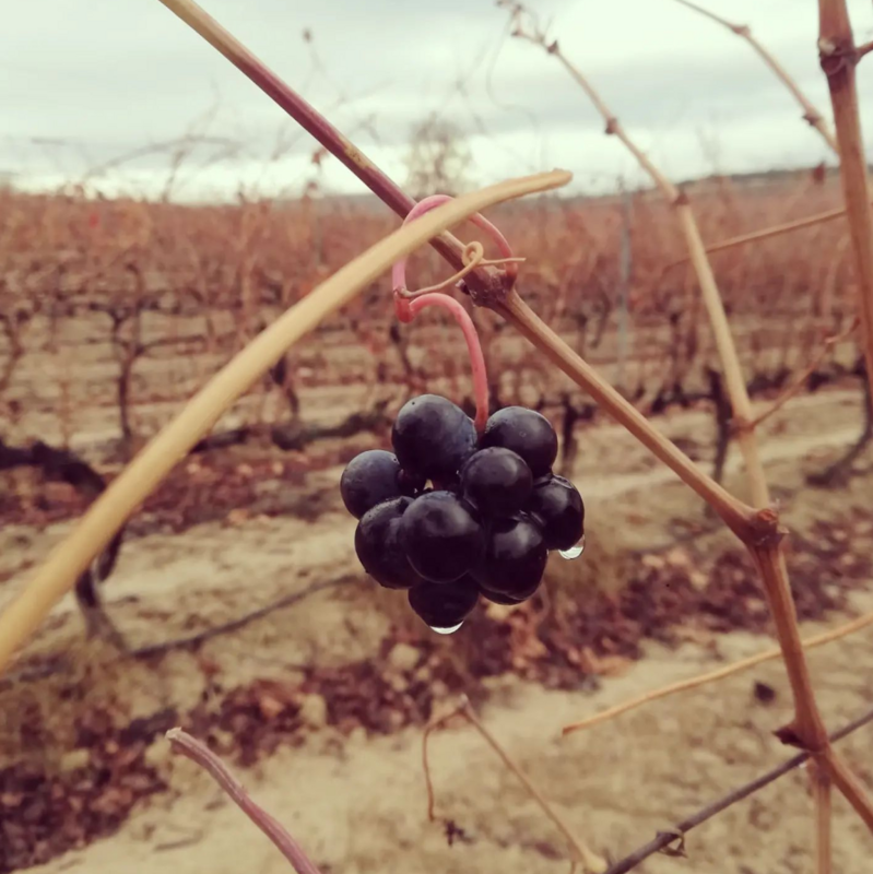 Young red wine D.O.Ca. Rioja Vega Medina