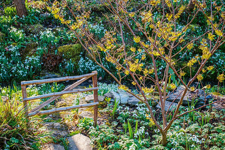 Ich träume von einem Cottage Garten. Verliebt in Rittersporn, Phlox & Fingerhut