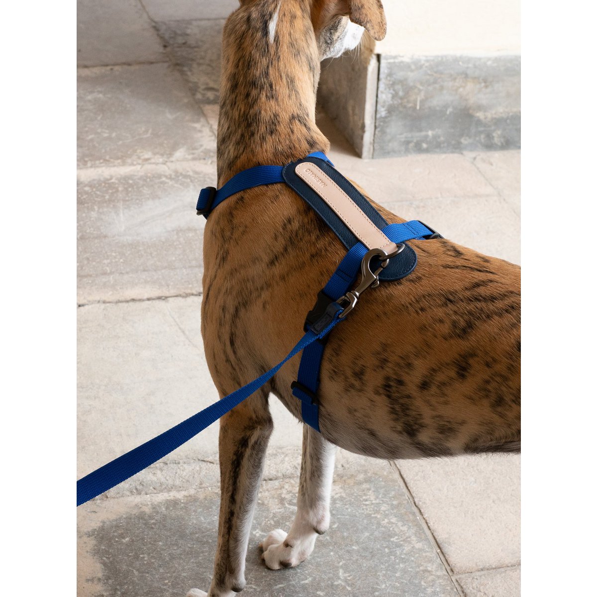 ARCH HARNESS NAVY/GRANDALA BLUE