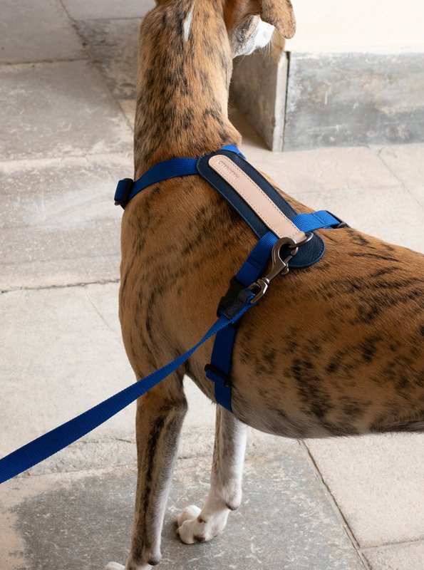 ARCH HARNESS NAVY/GRANDALA BLUE