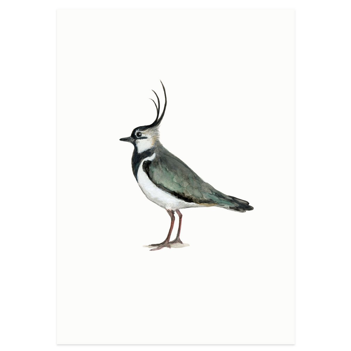 postcard | Lapwing
