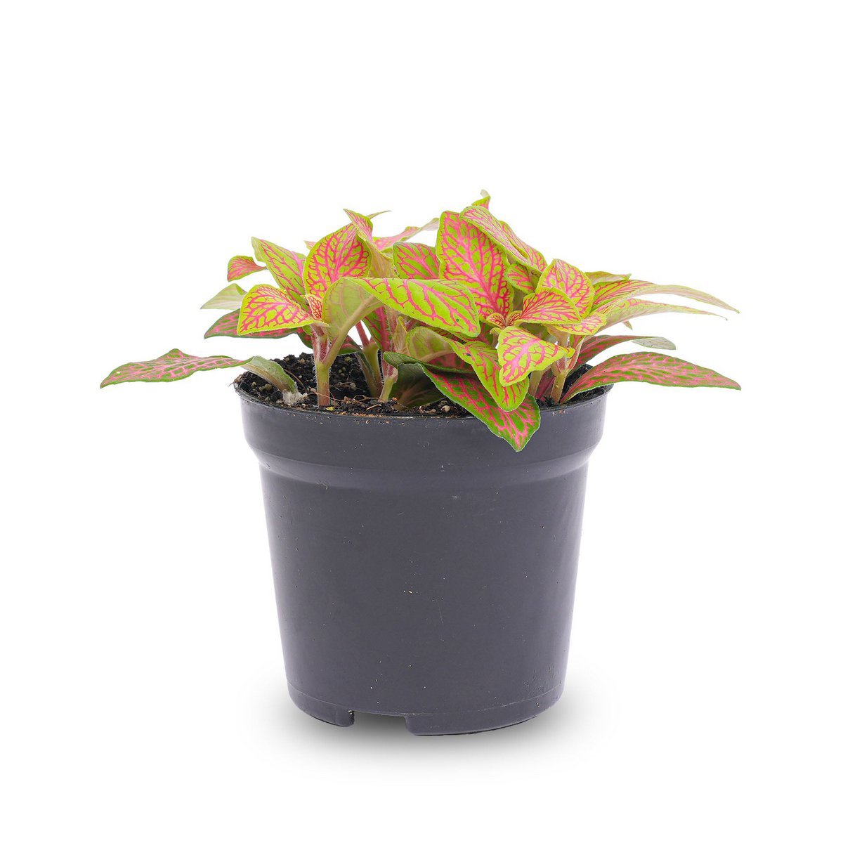 Fittonia Orange - Pink - Ruby Lime - Mosaikpflanze