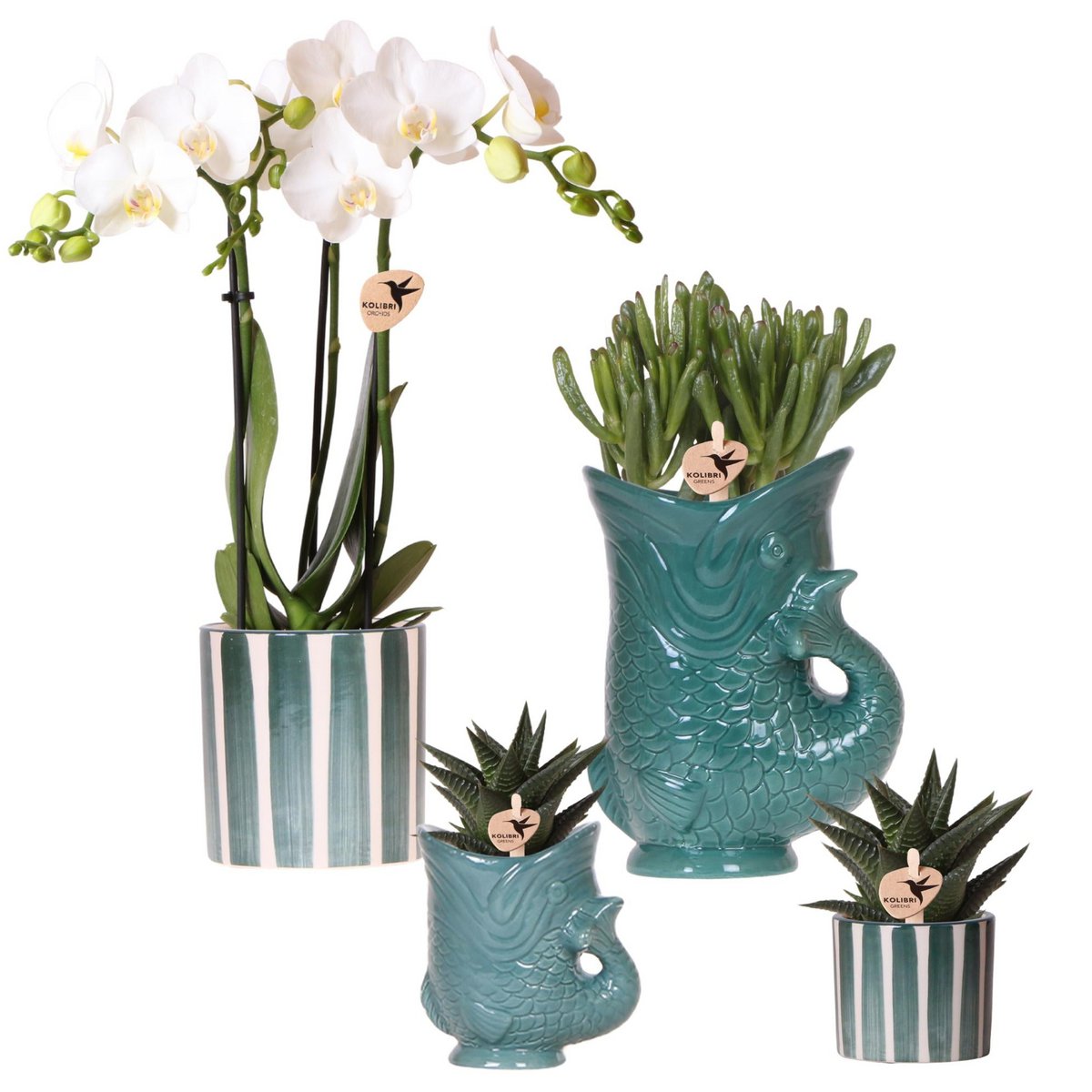 Kolibri-Orchideen | Set aus weißen Orchideen Amabilis und Sukkulenten in dekorativen Keramiktöpfen – Topfgröße Ø9 cm und Ø6 cm | blühende Zimmerpflanze – frisch vom Züchter