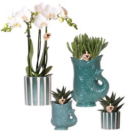 Kolibri-Orchideen | Set aus weißen Orchideen Amabilis und Sukkulenten in dekorativen Keramiktöpfen – Topfgröße Ø9 cm und Ø6 cm | blühende Zimmerpflanze – frisch vom Züchter