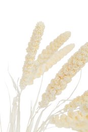 Dried Millet