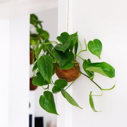 Plante suspendue Kokedami