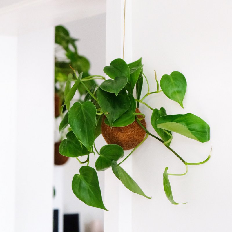 Plante suspendue Kokedami