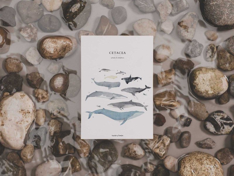 Whales & Dolphins | postcard