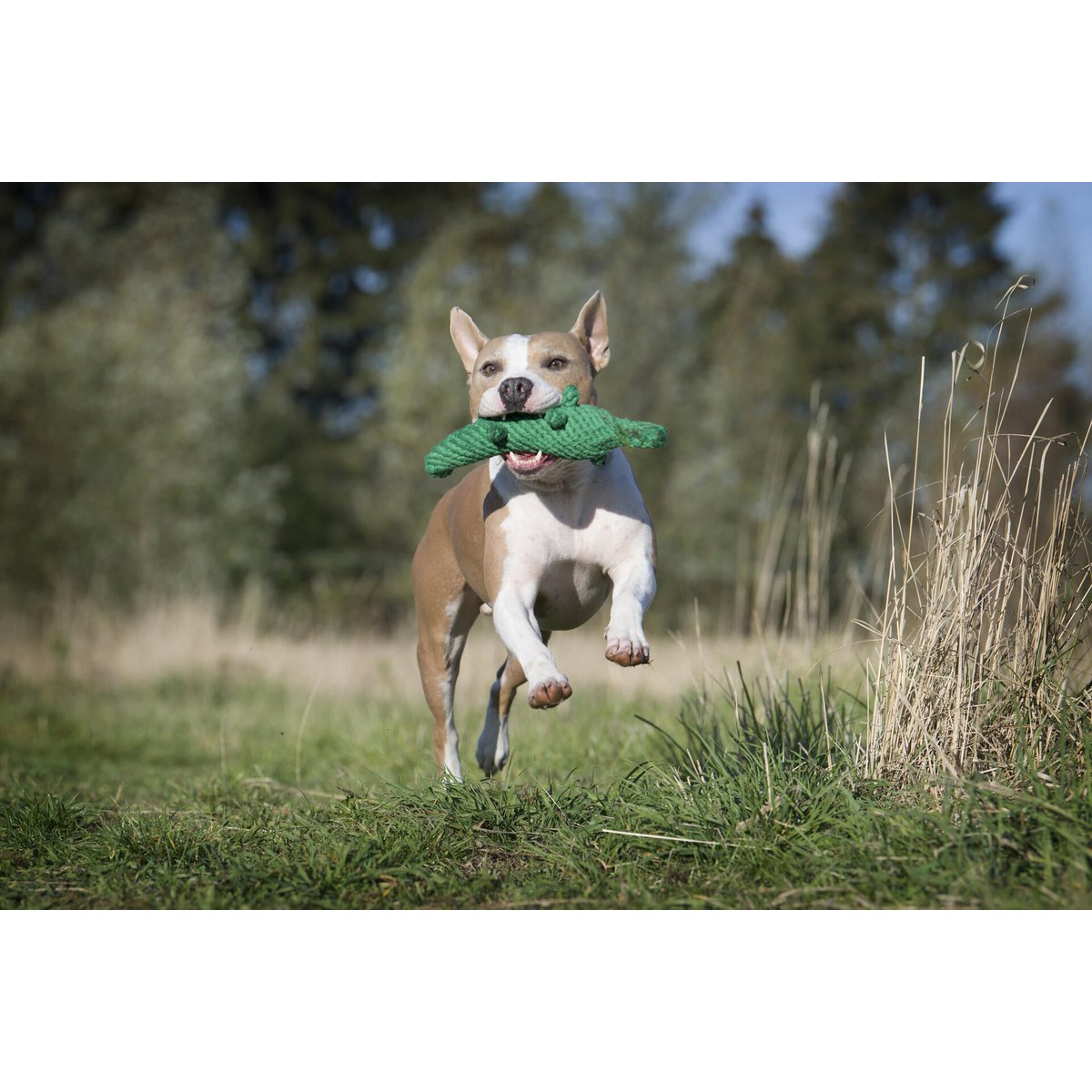 Kalli Crocodile - giocattolo cult per cani