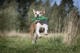 Kalli Crocodile - kultlegetøj til hunde