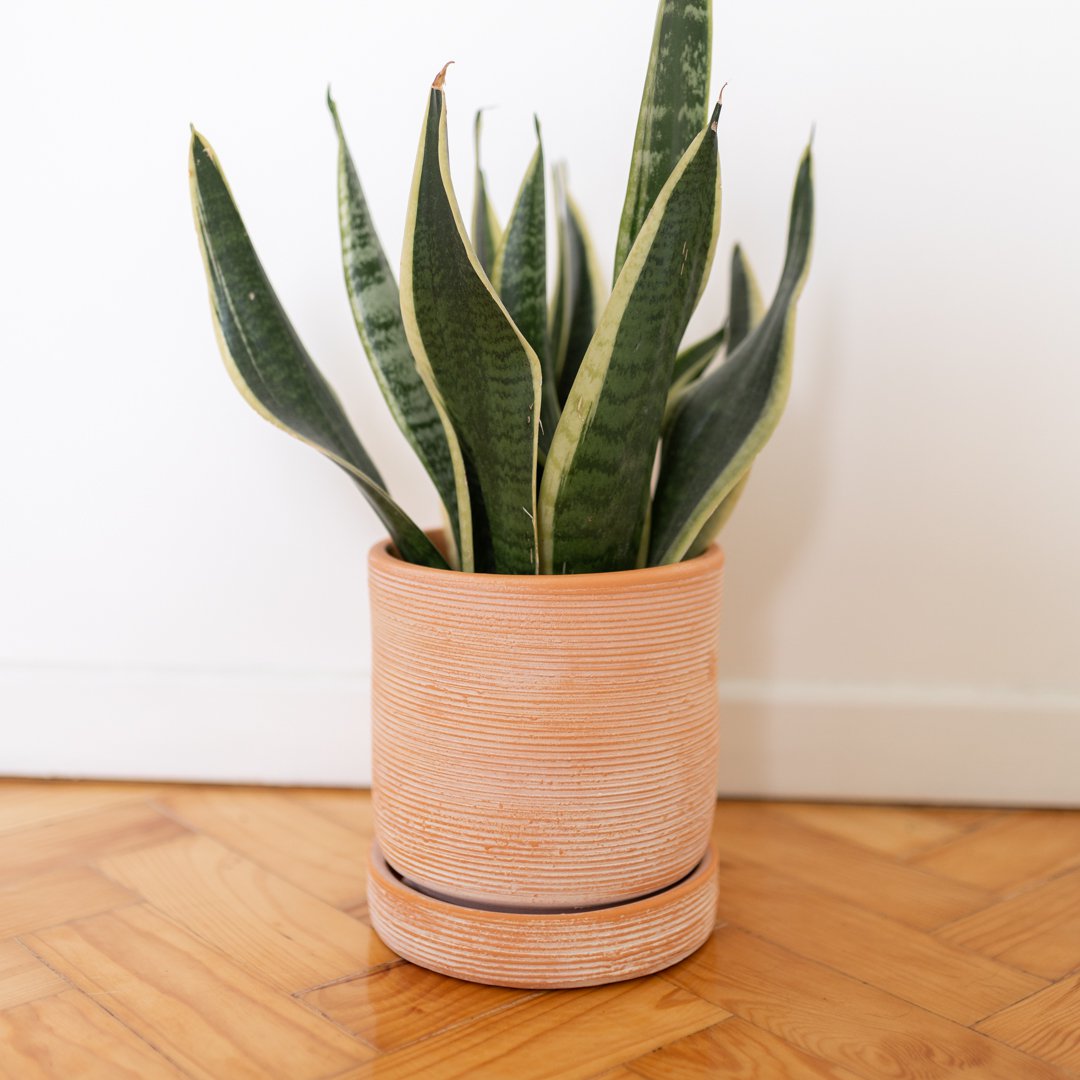 Bari ceramic vase plant handmade