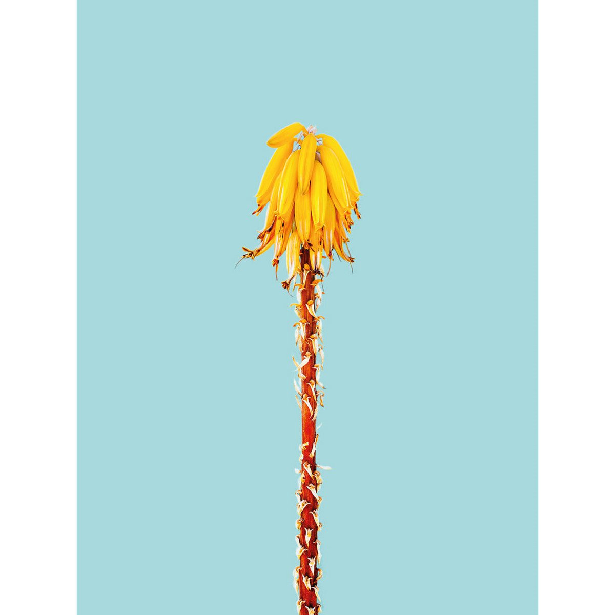 Lavagna magnetica - Banano