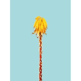 Lavagna magnetica - Banano