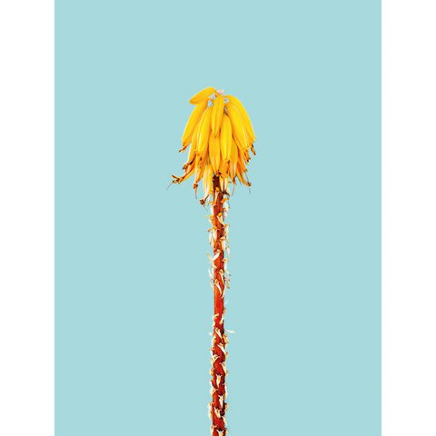 Magnetic Marker Board - Banana Tree