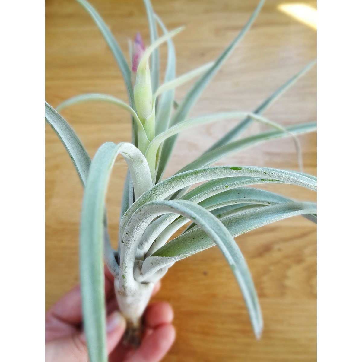 Tillandsia Harissii