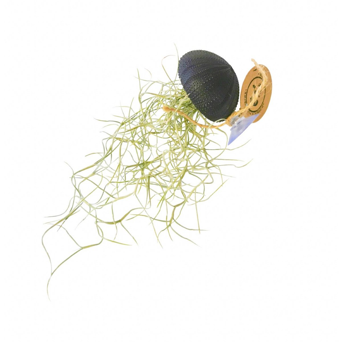 Air Plant Anhänger-Sea-Regent