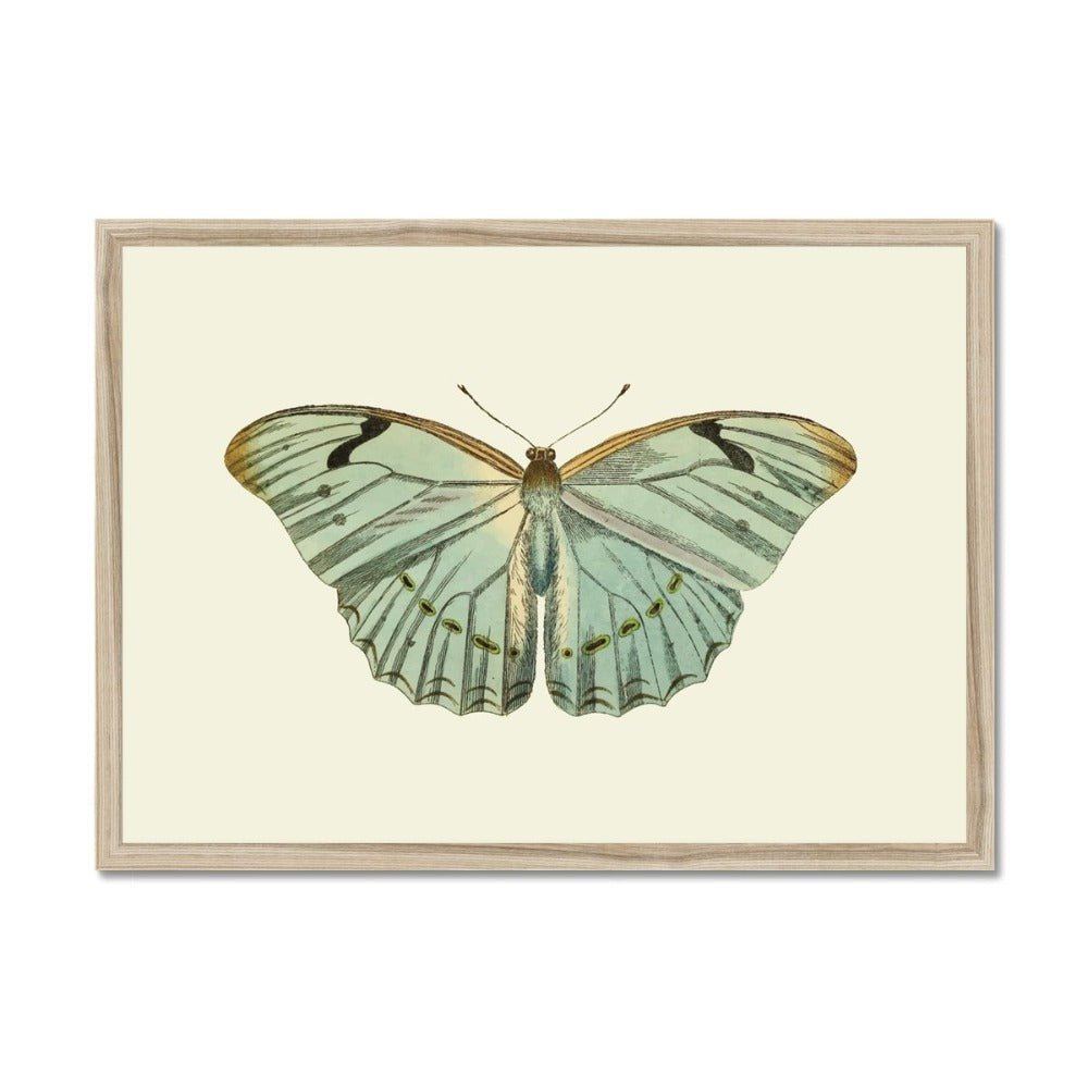 Mariposa