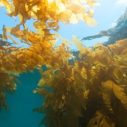 North Sea Seaweed Soap