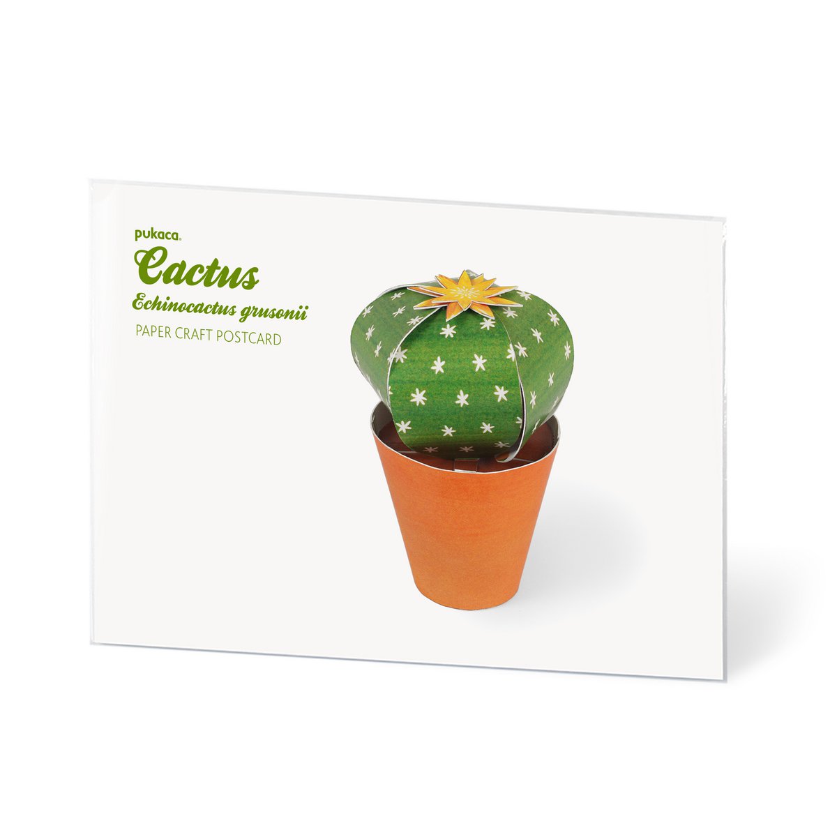 Echinocactus grusonii Carte postale