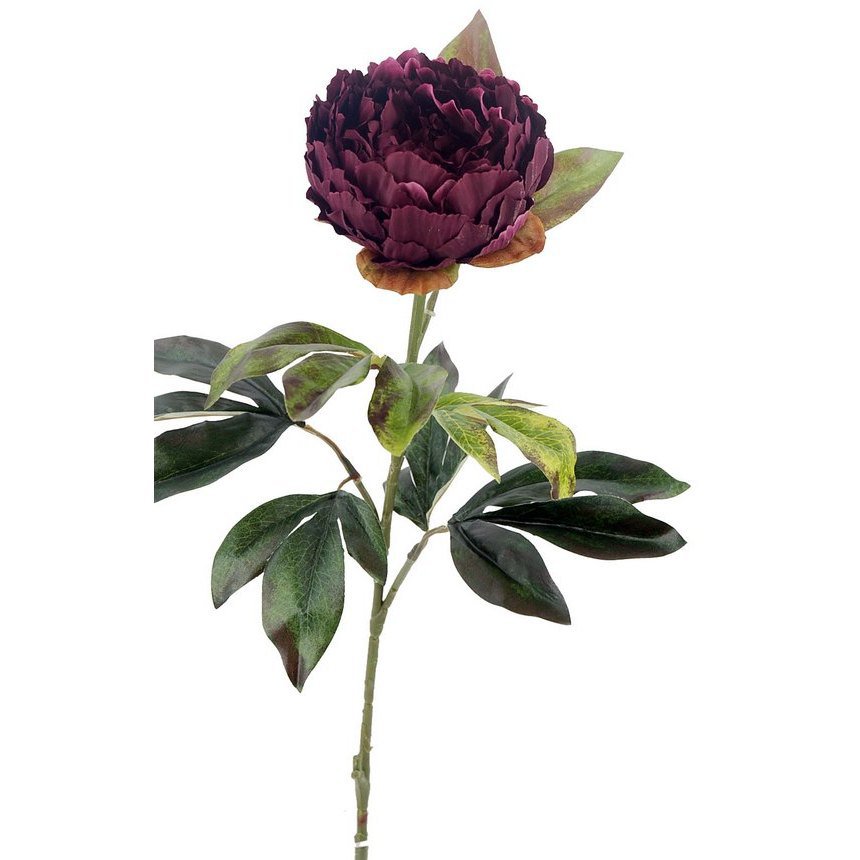 Peonia X1 M.Ter.Burde.75cm(12)