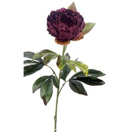 Peonia X1 M.Ter.Burde.75cm(12)