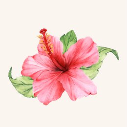 Organic Certified Solid Soap - Patchouli with Hibiscus Flowers 90g