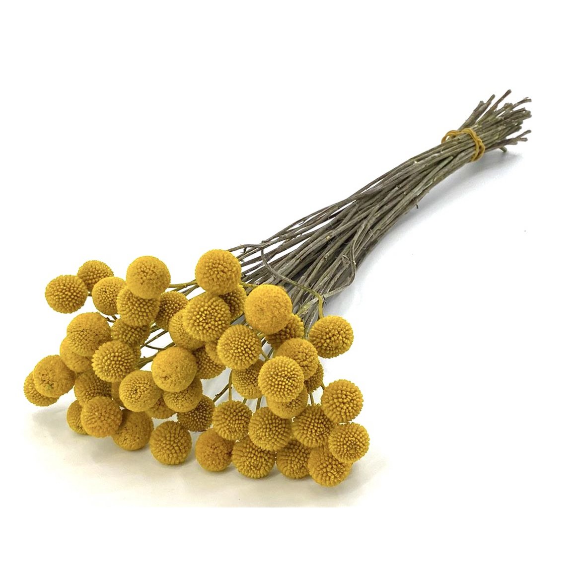 Craspedia - muslo - 60 cm - flores secas