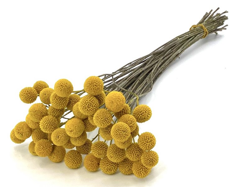 Craspedia - trommestik - 60 cm - tørrede blomster