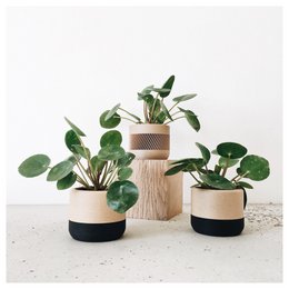 ECOTOOL Indoor planter