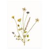 Postkarte | Inselblumen lila