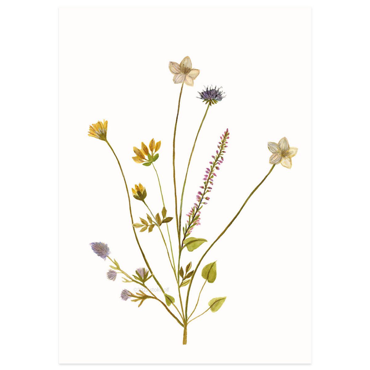 postcard | Island flowers lilac