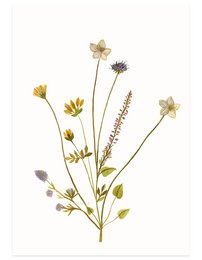 postkort | Øens blomster lilla