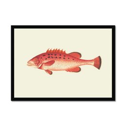 Snapper
