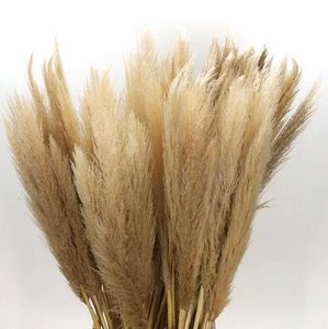 Cortaderia pampas grass dried, 115cm, natural beige