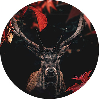 Red Forest Deer circle