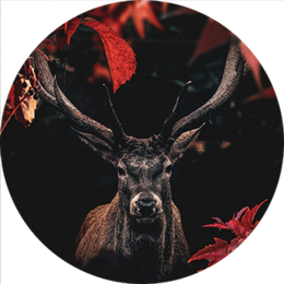 Vibrant red and black poster featuring a majestic deer with antlers surrounded by autumn leaves. Available in multiple sizes.