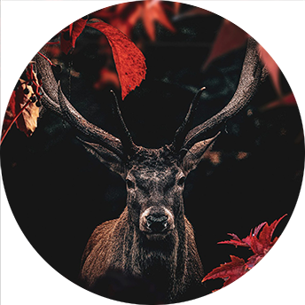 Red Forest Deer circle